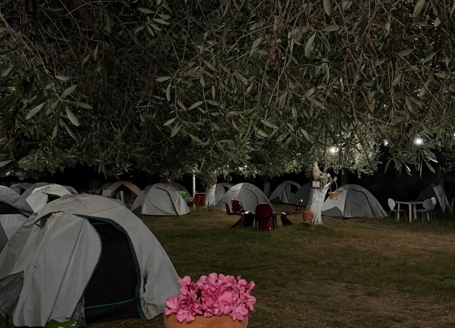 בורש Waveside Camping אתר קמפינג